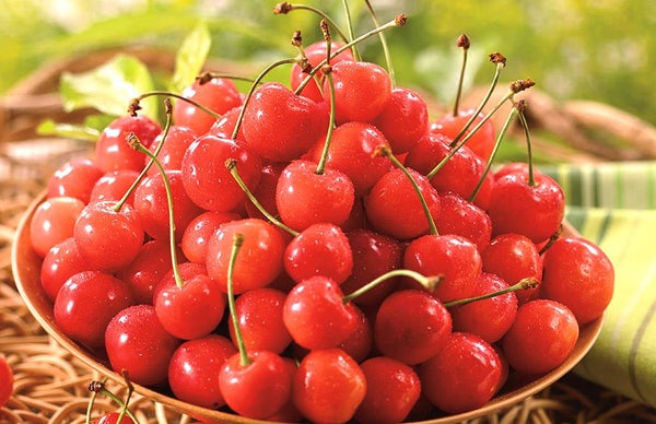 【大阪府内発】 丹波フルーツツフラワーフェスティバル! さくらんぼ&メロン2種食べ放題と初夏の3つの花景色 日帰り1